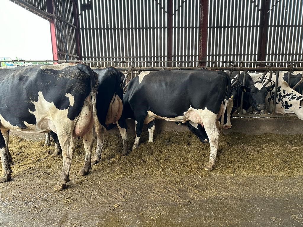 The Hendrerwydd Dairy Dispersal Sale on behalf of I L Jones – Market ...